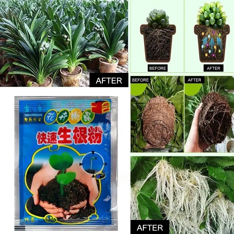 5pcs Fast Rooting Powder Plant - Root Watering Spike ulasan dan harga