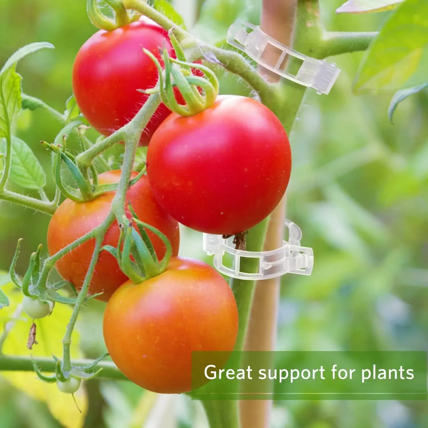 Plant Support Clips Reusable P - Gardening Tools Holder ulasan dan harga