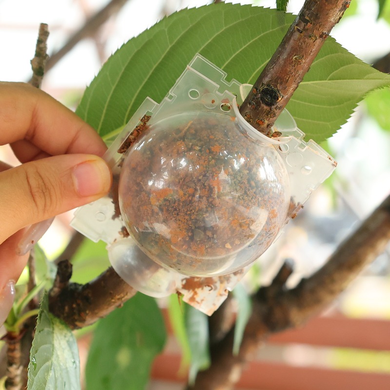 Air Layering Pods Plant Rootin - Gardening Tools Organiser ulasan dan harga